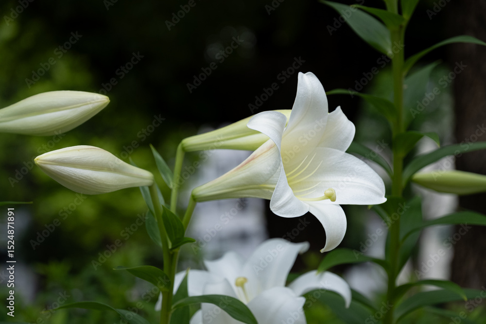 Obraz premium ユリ