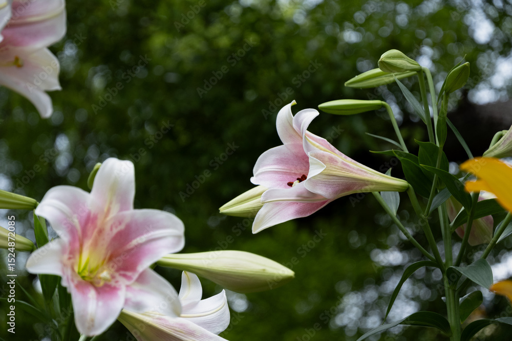Fototapeta premium ユリ