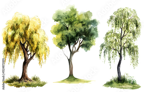 Illustration of Diverse Trees on PNG Transparency Background in Nature Environment