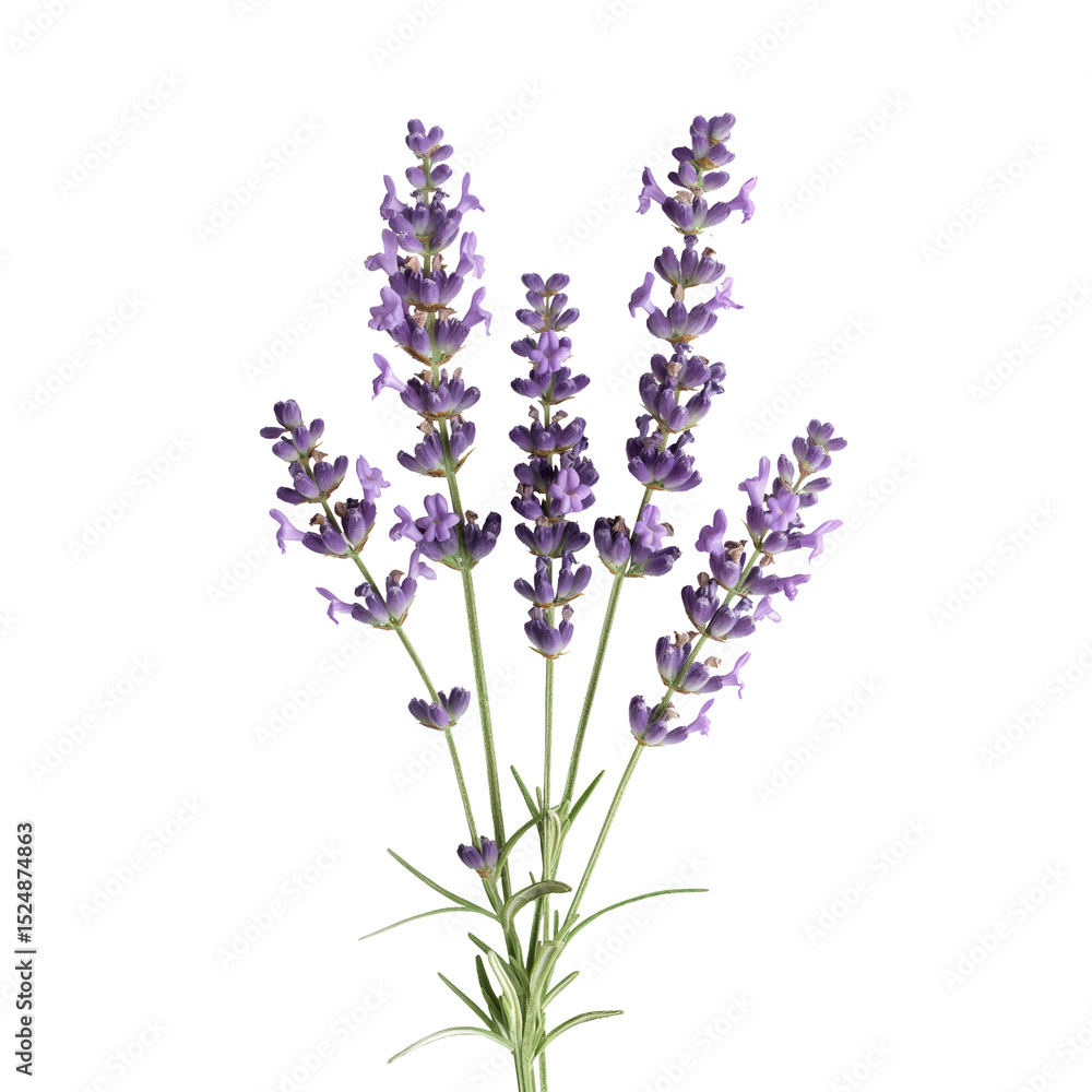 Naklejka premium Fresh lavender sprigs with purple flowers, cut out on white background.