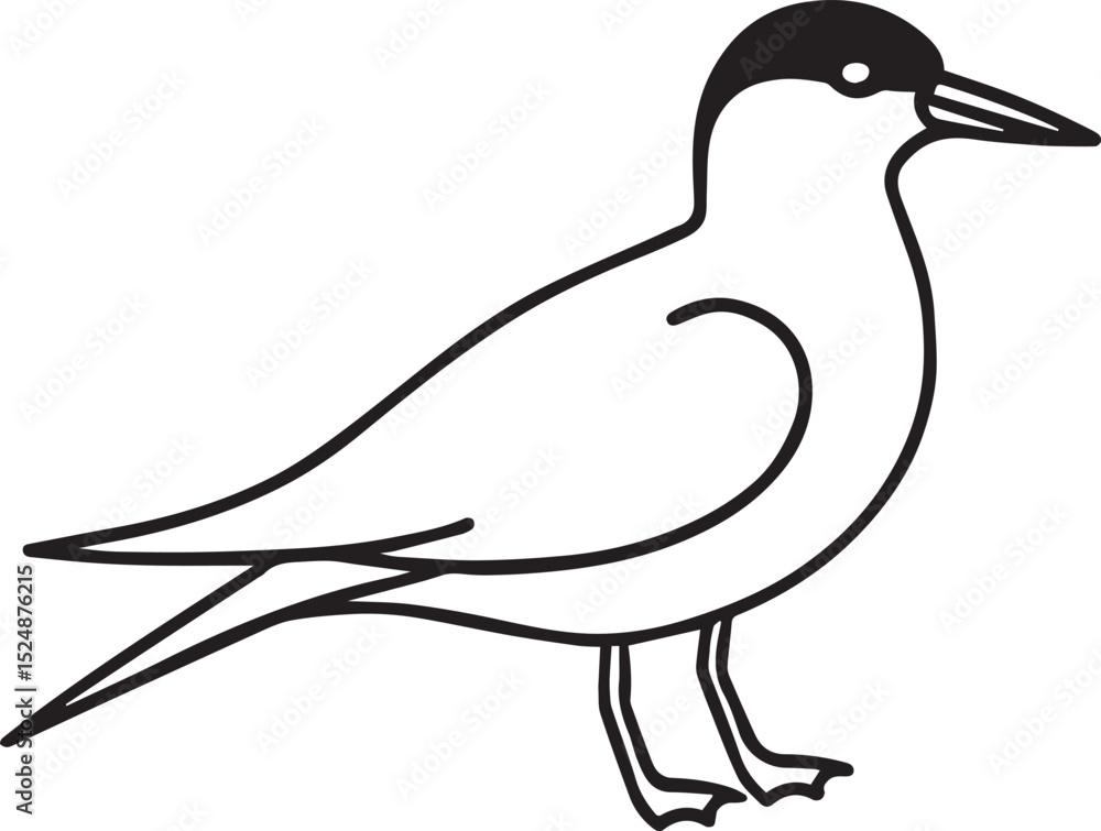 Obraz premium Arctic Tern Bird Outline Line Art Vector Set