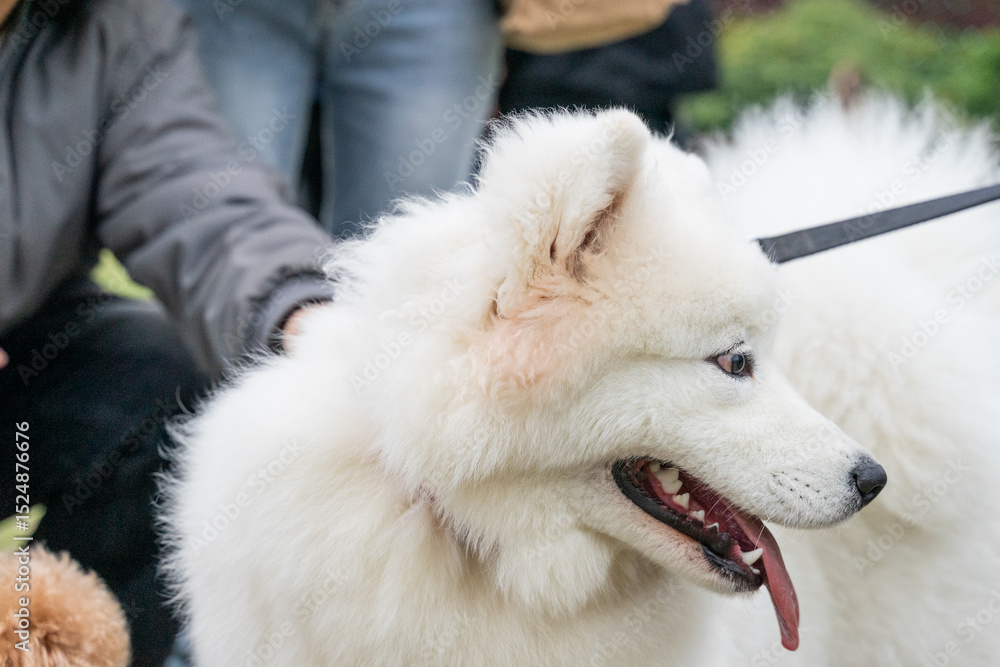 Obraz premium Samoyed dog on a lush green lawn, its fluffy white coat glowing under the natural light. The cheerful expression and sparkling eyes of the Samoyed exude friendliness and warmth