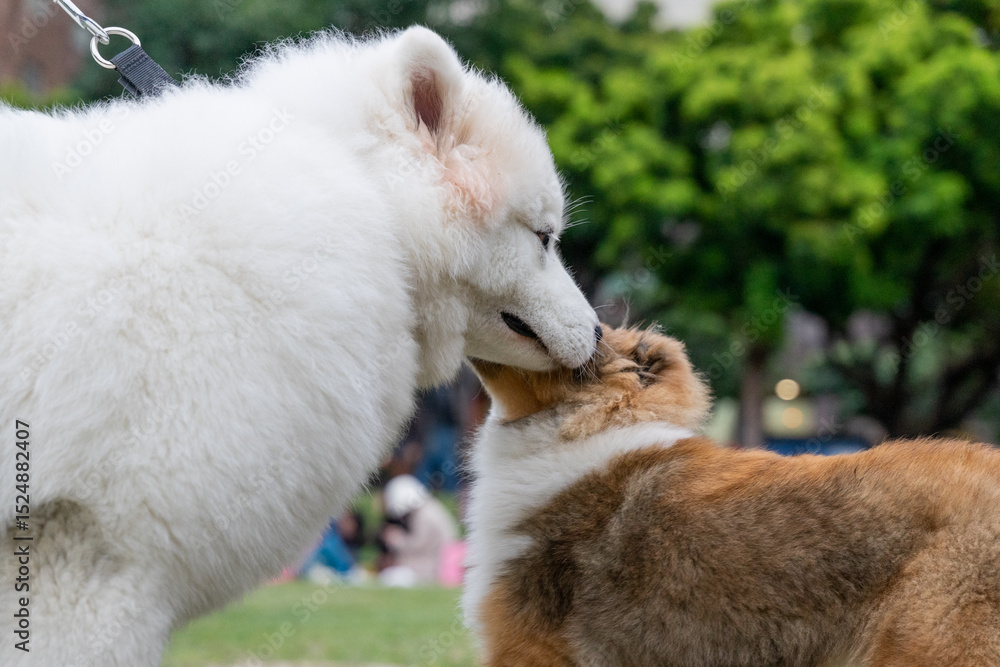 Obraz premium Samoyed dog on a lush green lawn, its fluffy white coat glowing under the natural light. The cheerful expression and sparkling eyes of the Samoyed exude friendliness and warmth