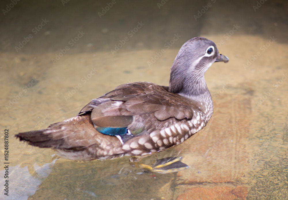 Fototapeta premium Female Mandarin duck in the pond