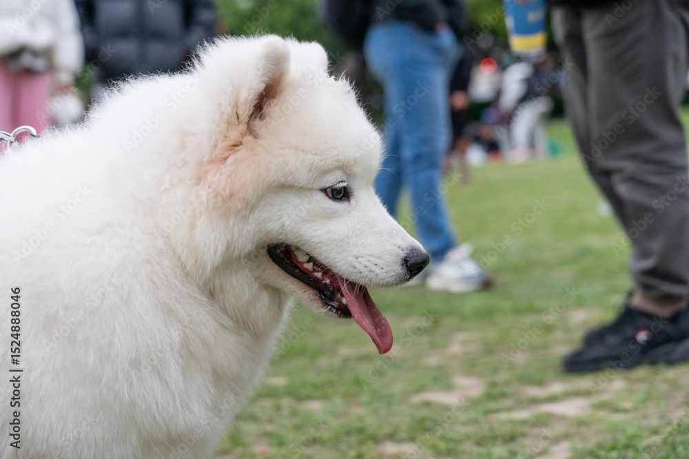 Obraz premium Samoyed dog on a lush green lawn, its fluffy white coat glowing under the natural light. The cheerful expression and sparkling eyes of the Samoyed exude friendliness and warmth