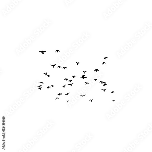 Flock of pigeons