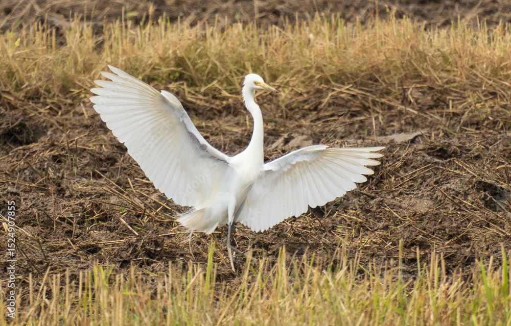 Fototapeta premium great white heron