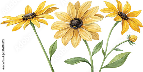 Watercolor Black-eyed Susans