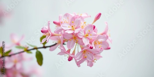 Delicate pink honeysuckle blossoms, vibrant petals, soft focus, white backdrop,  nature photography, honeysuckle