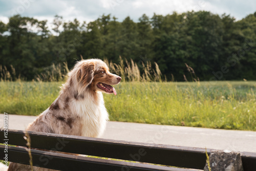 Hund sitzt auf der Bank.
