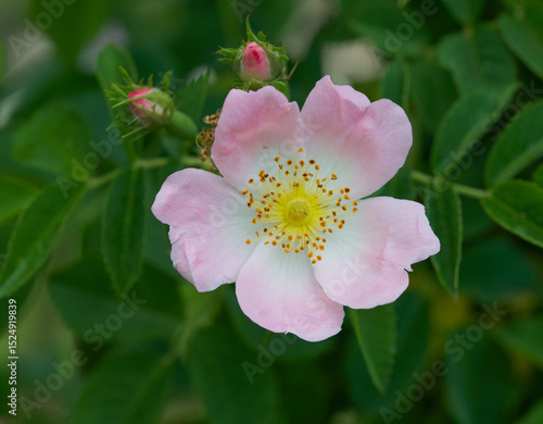 Beautiful close-up of rosa corymbifera