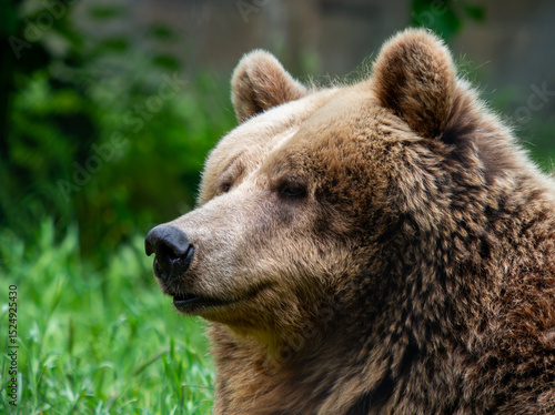 Close-up of a Brown Bear in Nature