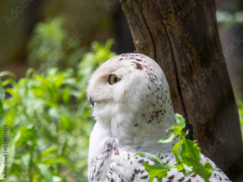 Snowy Owl Looking to the Side in Forest Light