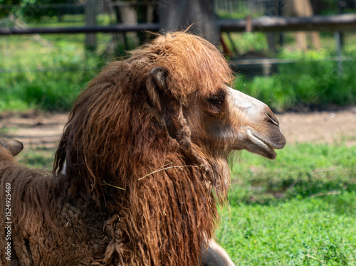 Bactrian Camel with Long Fur Facing Right
