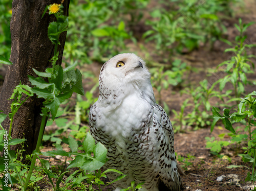 Snowy Owl Standing in Green Forest Undergrowth