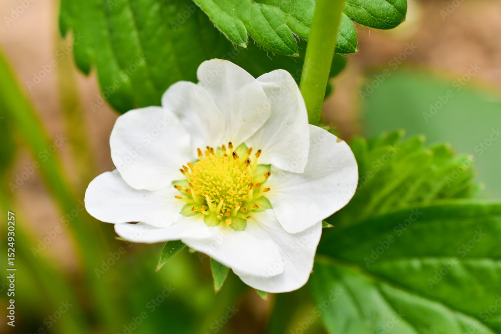 Fototapeta premium Strawberry flowers