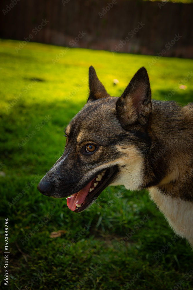 Naklejka premium german shepherd dog