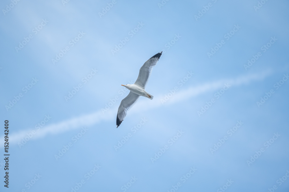 Möwe im Flug Möwe im Flug