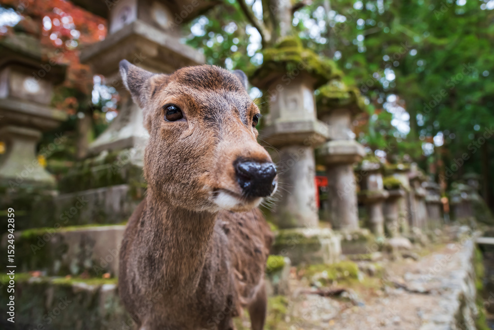 Obraz premium Cute deer by lantern in park of Kasuga Taisha Shrine in autumn, Nara