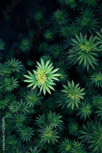 Lush Green Foliage Showcasing Natures Intricate Patterns From Above During Da...