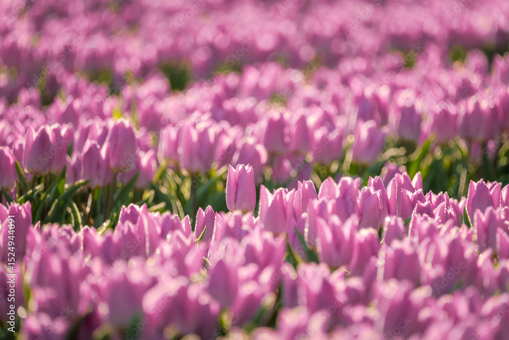 Fototapeta premium herausstechende Tulpe im Rosa Tulpenfeld