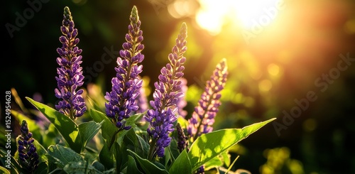 Purple Flowers Bloom Under Warm Sunlight in a Garden During the Early Evening