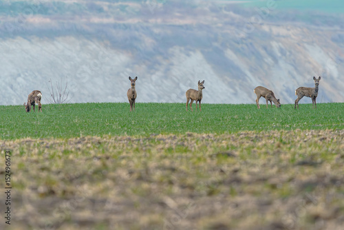 Fototapeta Naklejka Na Ścianę i Meble -  stado saren na polu wiosną