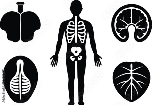medical organs line icon set silhouette vector