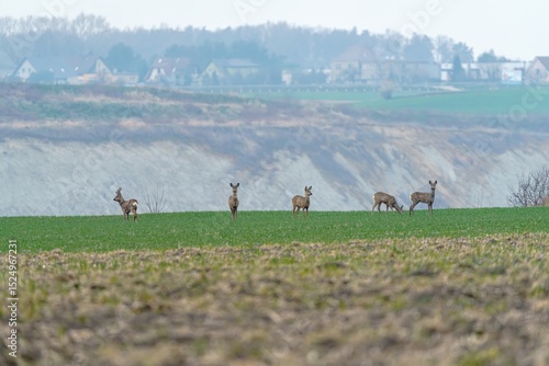 Fototapeta Naklejka Na Ścianę i Meble -  stado saren na polu wiosną