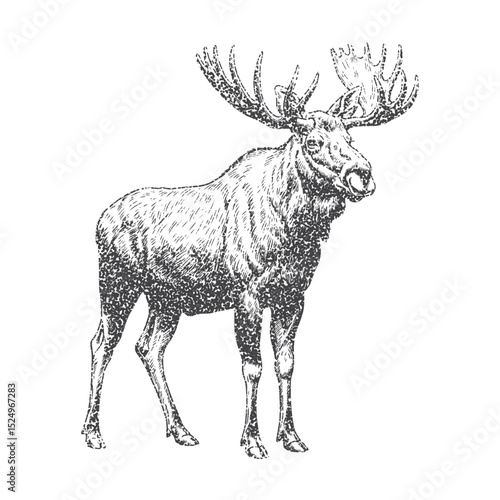 Moose with retro photocopy stipple effect, for grunge design. Vector illustration in vintage halftone brutalist design for banner or poster