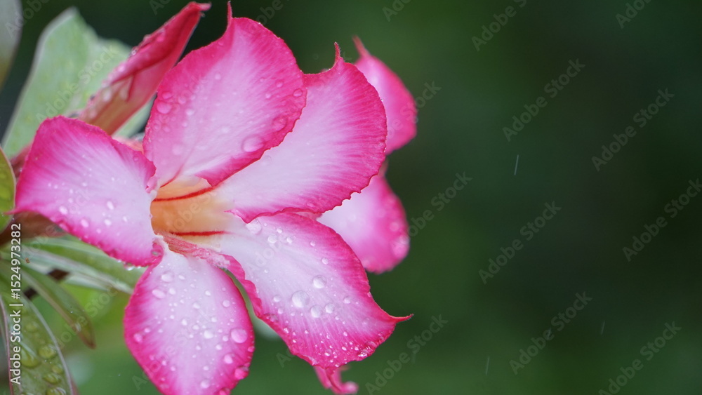 Fototapeta premium アデニウムの花に雫