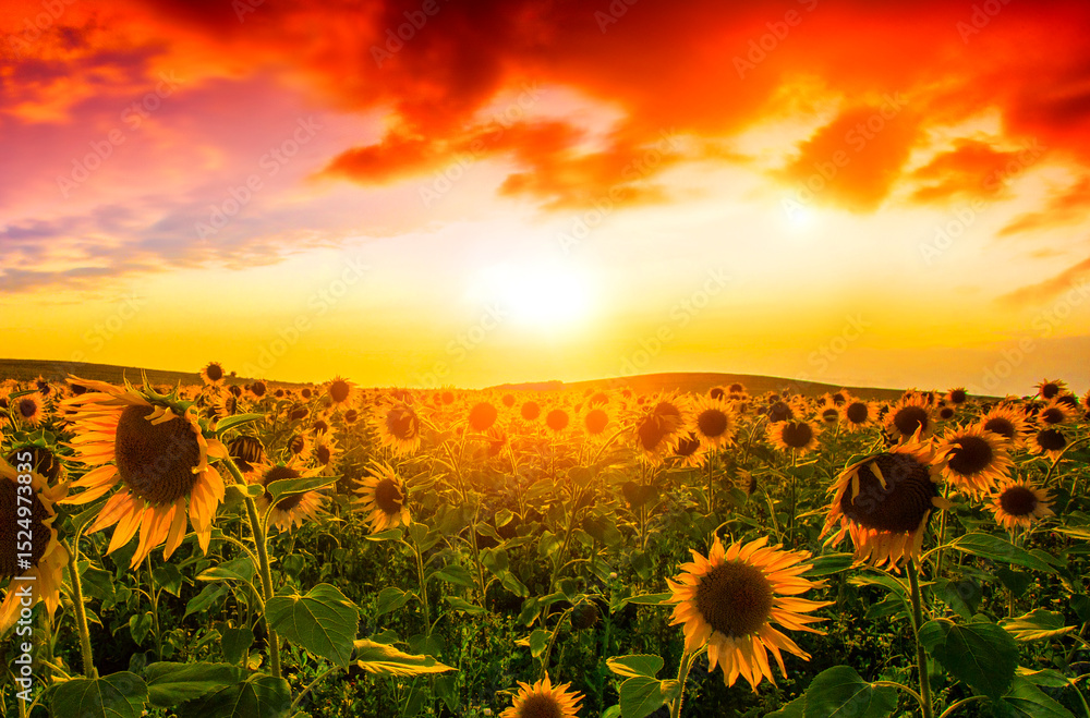 Fototapeta premium blooming scene, picturesque panoramic view of blooming sunflowers on the field of europe, Italy, Tuscany, Europe ...exclusive - this image is sold only on adobe stock