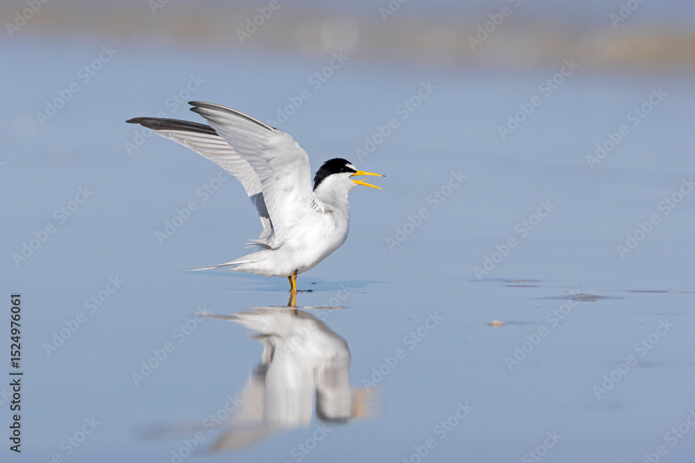 Fototapeta premium least tern (Sternula antillarum) taking off.