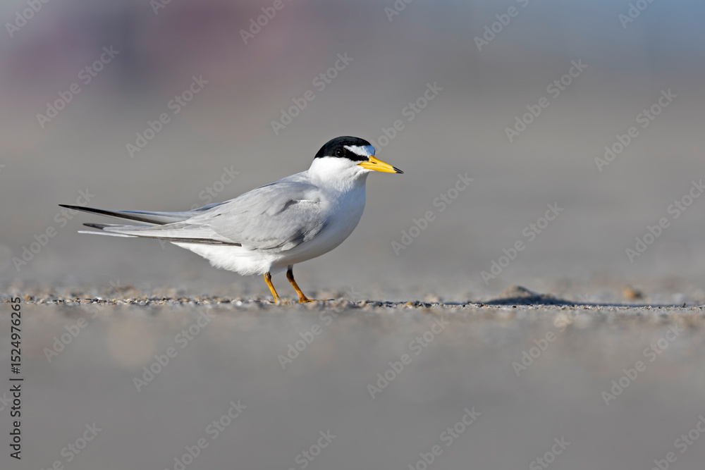 Obraz premium least tern (Sternula antillarum) perched on the beach.