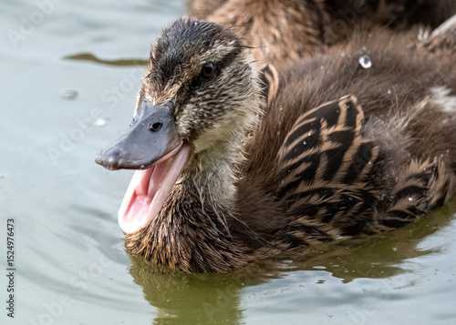 A wild duckling - I really love when a food talks to me