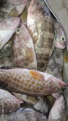 Fresh grouper fish in traditional market
