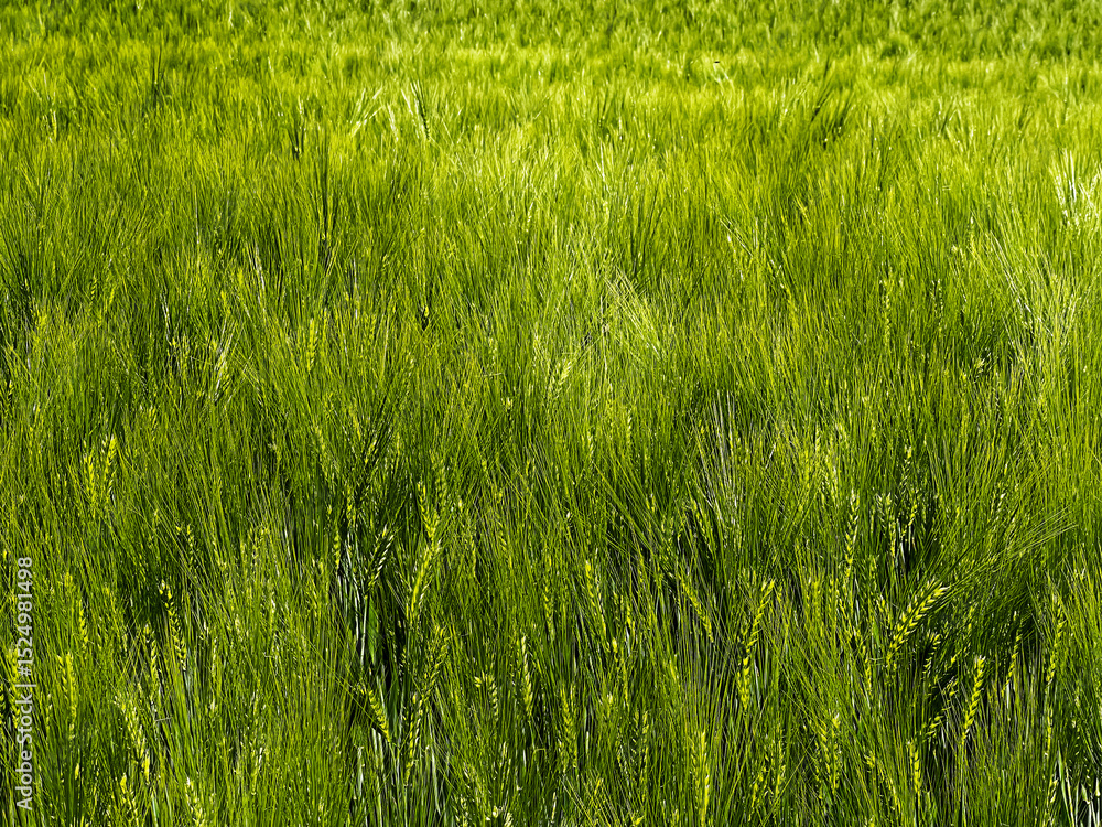 Obraz premium A lush green field of wheat with tall stalks swaying gently in the breeze.