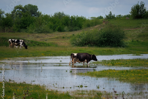 Canvas Print A few adult female cows stand in a riverside meadow on a sunny spring day, eating green grass perpendicular to the camera