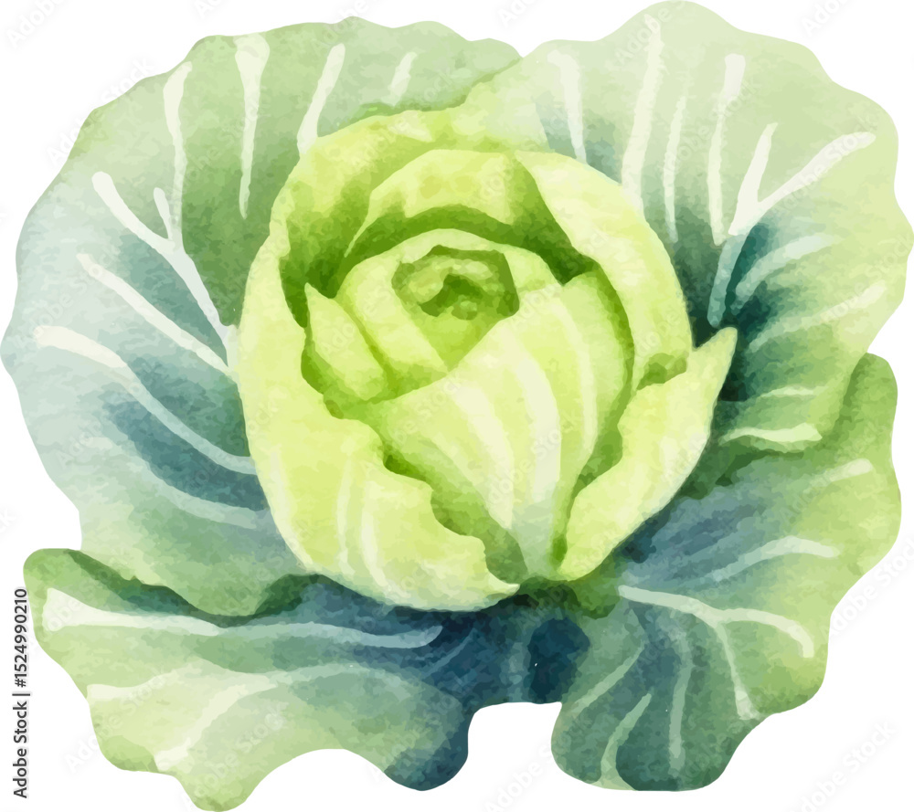 Fototapeta premium Watercolor painted cabbage. Hand drawn fresh food design element isolated on white background.
