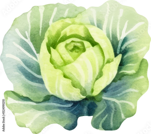 Watercolor painted cabbage. Hand drawn fresh food design element isolated on white background.