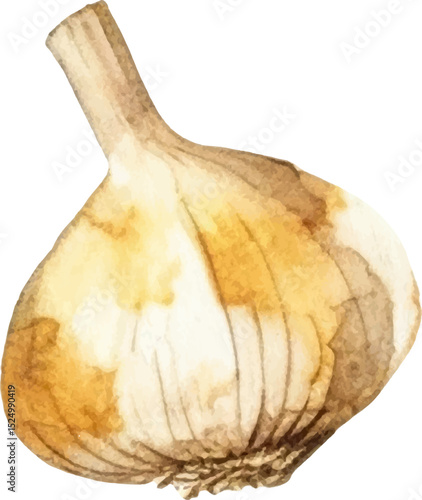 Watercolor painted garlic. Hand drawn fresh food design element isolated on white background.