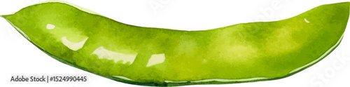 Watercolor painted peas. Hand drawn fresh food design element isolated on white background.