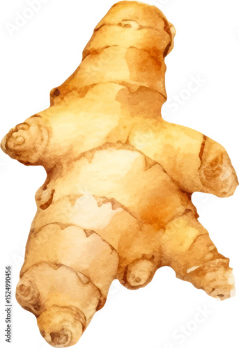 Watercolor painted ginger. Hand drawn fresh food design element isolated on white background.