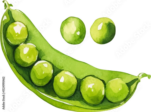Watercolor painted peas. Hand drawn fresh food design element isolated on white background.