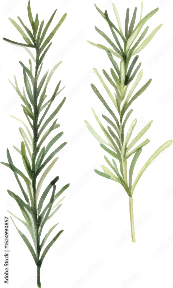 Fototapeta premium Watercolor painted rosemary. Hand drawn fresh food design element isolated on white background.