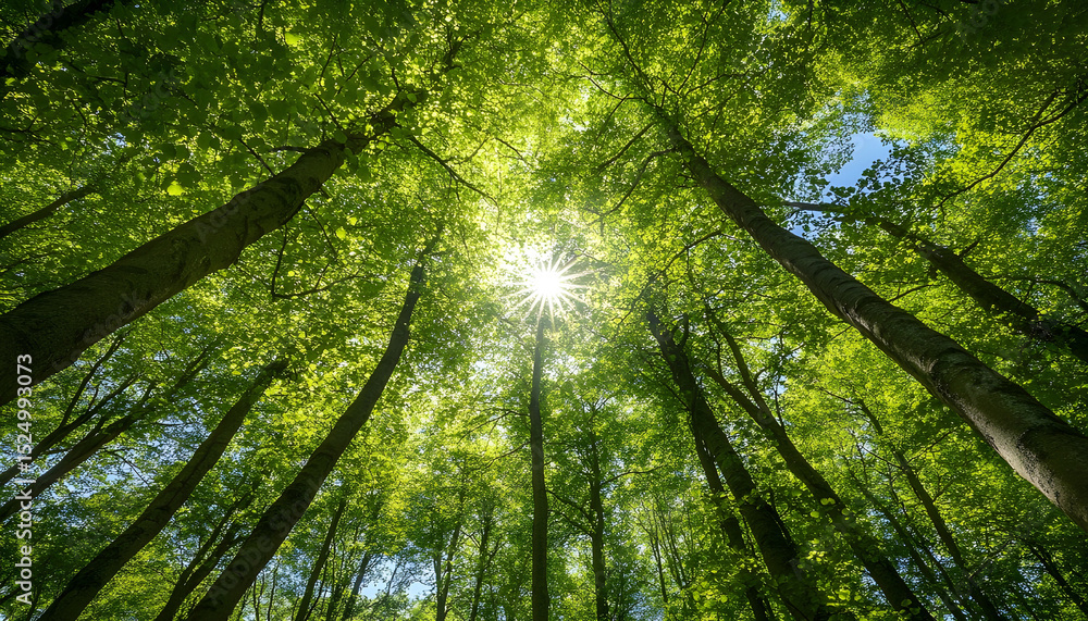 Fototapeta premium forest canopy with the sun and bright green leaves in the sunshine. Tall beech trees