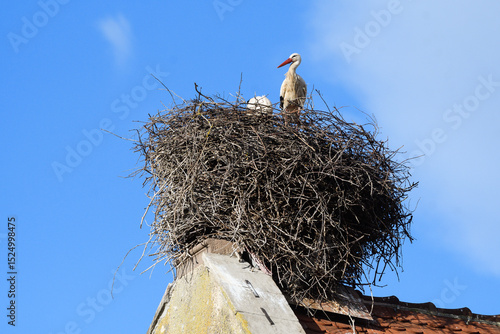 Stork's nest on the roof of a typical house in Eguisheim