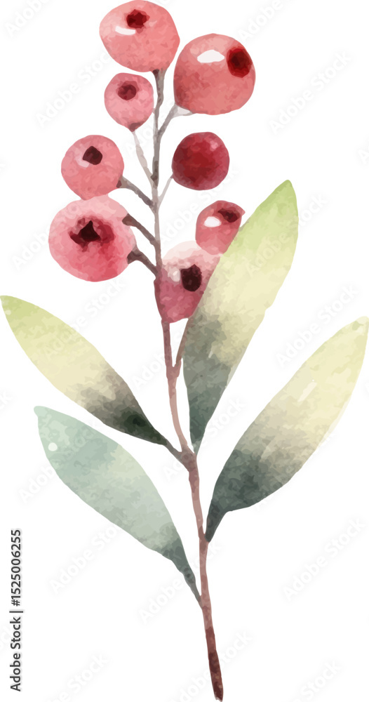 Obraz premium Watercolor painted cranberry. Hand drawn fresh food design element isolated on white background.