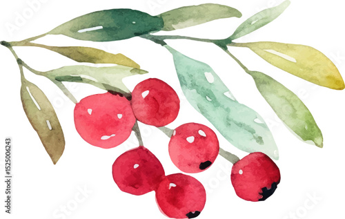 Watercolor painted cranberry. Hand drawn fresh food design element isolated on white background.