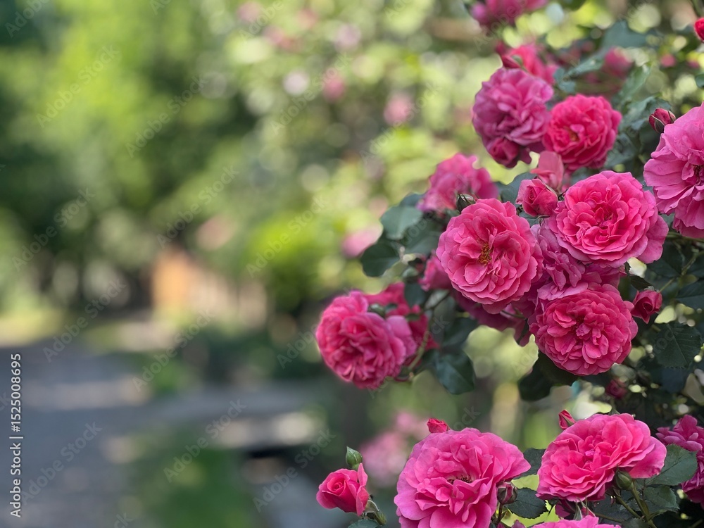 Summer's Bloom: A Close-up of a Pink Rose Bush in a Sunlit Garden Summer's Bloom: A Close-up of a Pink Rose Bush in a Sunlit Garden